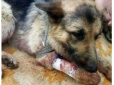 Врятував героїв: Мережу вразила історія собаки, який отримав страшні поранення, рятуючи воїнів ЗСУ на Донбасі