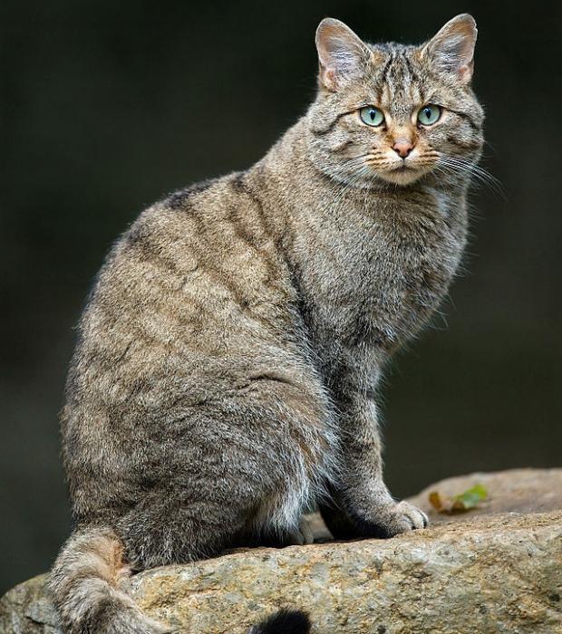 Лісовий кіт. Фото: Вікіпедія