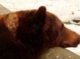 Геть сонні: Мережу зворушили фото ведмедів із зоопарку в Харкові