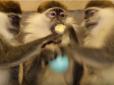 На честь Великодня: У зоопарку Харкова тварин частували крашанками (фото, відео)