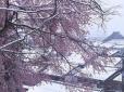 Неймовірне видовище: Сакури у Японії засипало снігом (фото, відео)