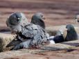 В Одесі невідомі розстріляли зграю голубів (фотофакт)