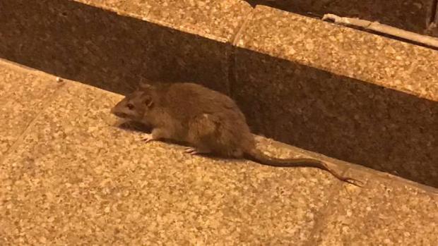 Пацюк біля КМДА. Фото: Соцмережі