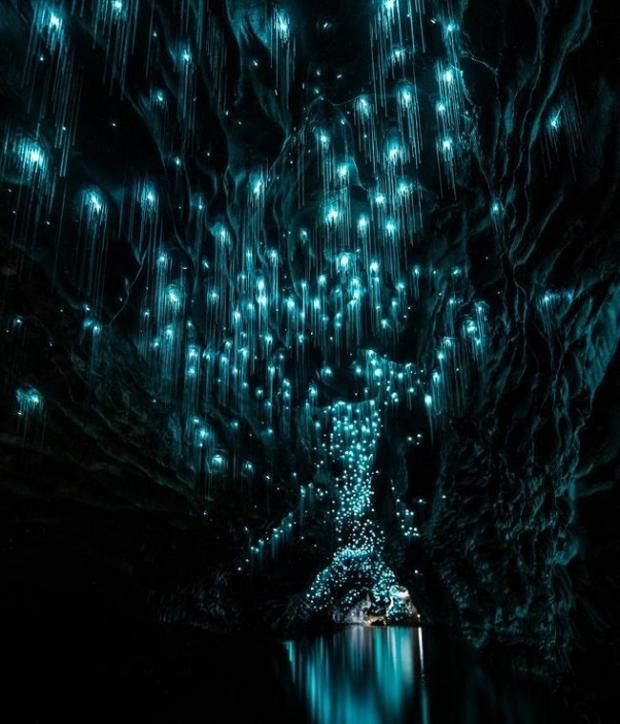 Тисячі світлячків в печері Нової Зеландії. Фото: Facebook.