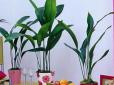 Хіти тижня. Весна в квартирі: ТОП-5 розкішних кімнатних рослин, які потребують мінімум догляду (фото)