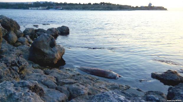 Мертвий дельфін на березі біля Херсонеса. 27 липня 2017 року