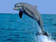 Зоозахисники б'ють тривогу: У Криму почастішали випадки жорстокого знищення дельфінів