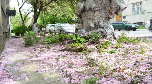 Вулиці Ужгорода вкрилися цвітом сакури. Фото: zakarpatpost