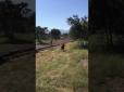 Ледь не вбив: У приватному сафарі-парку у ПАР лев накинувся на людину (відео 18+)