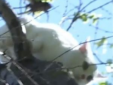 Бідна киця: На Дніпропетровщині небайдужі врятували тварину, яка гинула на верхівці дерева (відео)