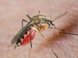 Лайфхак: Як захиститися від укусів комарів на природі і яку кров вони найбільше 