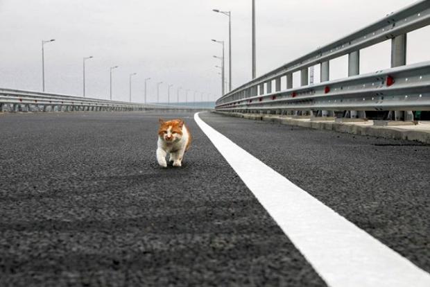 Кіт випередив Путіна. Фото: соцмережі.