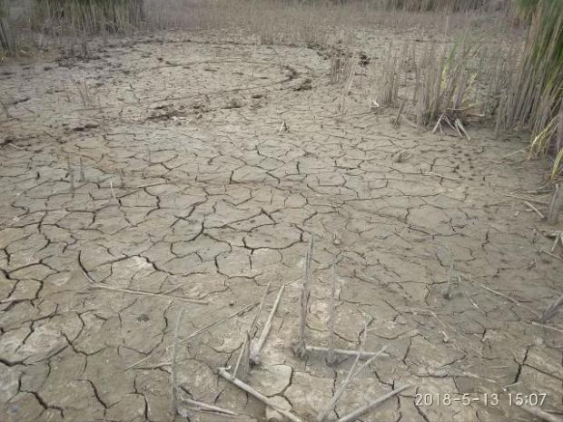 Водойми у Єнакієвому почали перетворюватися на болота. Фото: соцмережі.