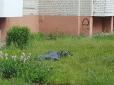 Вижити було неможливо: З вікна сьомого поверху у Києві випав чоловік (фото)