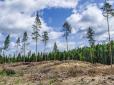 Українським сосновим лісам загрожує масове всихання