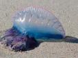 Курортний сезон під питанням: Знамениті пляжі Іспанії атакують полчища смертоносних медуз