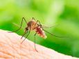 Лайфхак: ТОП-8 ароматів, які відлякують всіх комарів