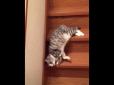 Просто надзвичайно лінивий: Кіт показав кумедний лайфхак (відео)