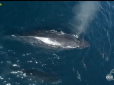 Вражає: Сотні дельфінів перетворили кита в 