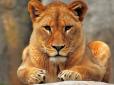 На Тернопільщині 13-річного хлопчика у зоопарку скалічив лев (відео)