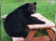 Клишоногий гість: На Алясці ведмідь зайшов на подвір'я і сів за стіл (відео)