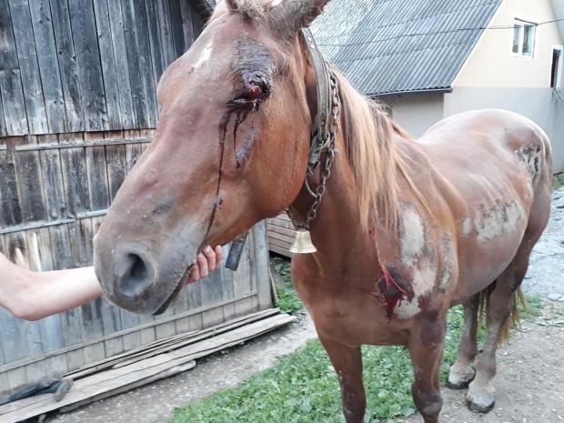 Нещасний кінь після жорстокого знущання. Фото: соцмережі.