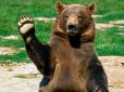 Рятувався від спеки: У Каліфорнії ведмідь стрибнув у басейн (відео)