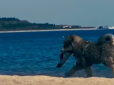 Милий злодюжка: На одеському пляжі цуценя краде капці відпочивальників (відео)