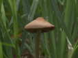 Небезпечна знахідка: У Житомирі дитина мало не померла від отруєння грибами, які знайшла на території дитсадка (відео)