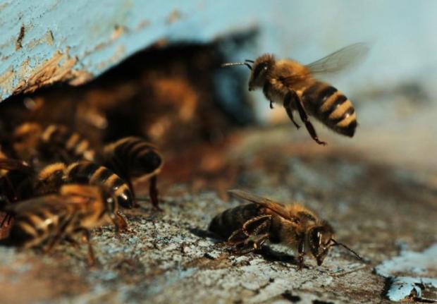 Бджоли гинуть через безвідповідальність фермерів. Ілюстрація: Громадське.