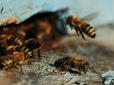 Такого сезону ще не було: Бджоли гинуть по всій Україні - Спілка пасічників б'є на сполох