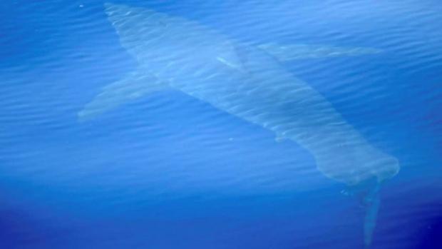 Білу акулу помітили біля берегів Майорки. Фото: Image caption