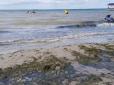 Відпочиваючі в шоці: Пляжі курортного Коблево вкрилися зеленим килимом (фото, відео)