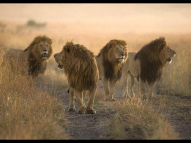 Леви "подбали" про браконьєрів. Фото: соцмережі.