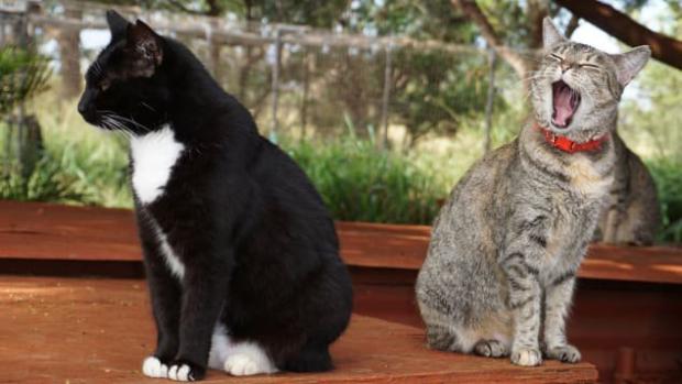 У заповіднику живе кілька сотень котів. Фото: CNN.