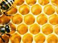 Такого мору ще не було: Фахівці з'ясували обставини масової загибелі бджіл в Україні
