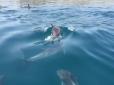 Окупанти визнали масові вбивства дельфінів у Криму