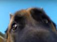 Поклик предків: Зухвалий пес зняв свою втечу від господаря на камеру (відео)