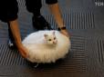 Креативний підхід: Японець створив пилосос у вигляді кішки