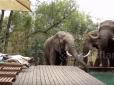 Ледь не до смерті: Туристів у Африці налякали троє слонів, які завітали попити води з приватного басейну (відео)