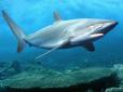 На популярному серед українців курорті акула вбила туриста