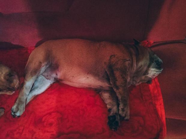 Нещасного бульдога вбив собака нетверезої власниці. Фото: Інформатор.