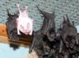 Бідолашна перелякалась: У квартиру до харківської пенсіонерки влетіло 60 кажанів (фотофакт)