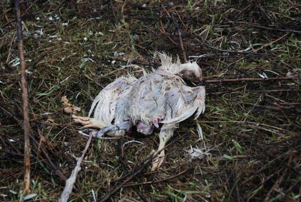 Незаконний пташиний могильник отруєвав навколишнє середовище. Фото: Фейсбук.