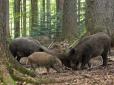 Для захисту від російських свиней: Фінляндія побудує паркан на кордоні з Росією