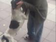 Шукали один одного усюди три роки: Зворушлива зустріч хазяїна із загубленим собакою (фото, відео)