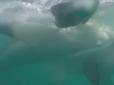 Неймовірні кадри! Сутичку двох акул через їжу зняли на відео