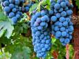 Криму - кінець: Росія знищила половину виноградників під Судаком