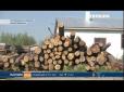Вивозять все: На Тернопільщині розгорівся гучний скандал через вирубку лісу (відео)