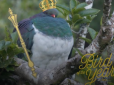 П'яний та смішний: У Новій Зеландії обрали птаха року
